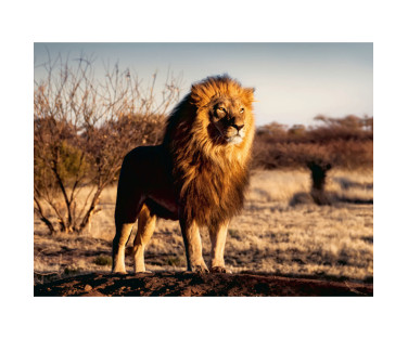 Ravensburger Puzzle 1500 Pc Lion