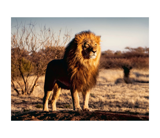 Ravensburger Puzzle 1500 Pc Lion