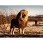 Ravensburger Puzzle 1500 Pc Lion