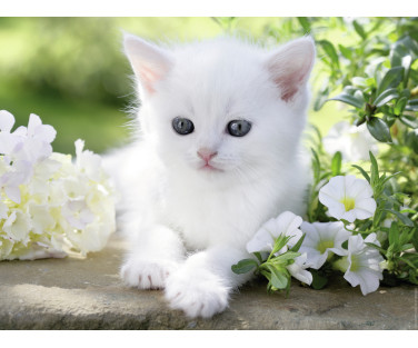 Ravensburger puzzle 1500 pcs White kitten