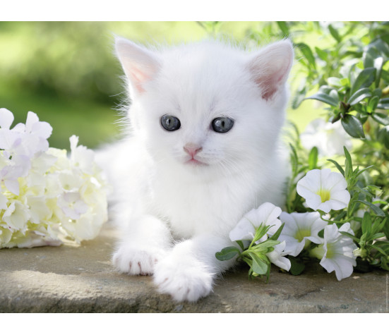 Ravensburger puzzle 1500 pcs White kitten