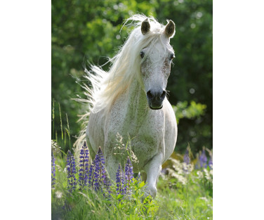 Ravensburger Puzzle 100 pc White Horse