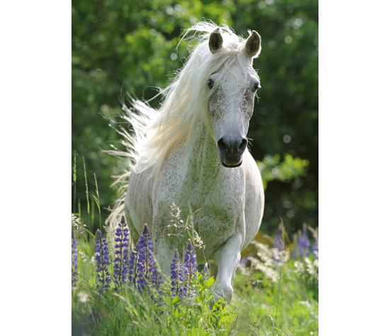 Ravensburger Puzzle 100 pc White Horse