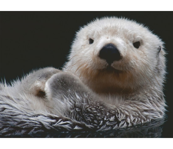 Ravensburger Puzzle 500 pc Otter