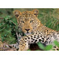 Ravensburger Puzzle 100 pc Exotic animal