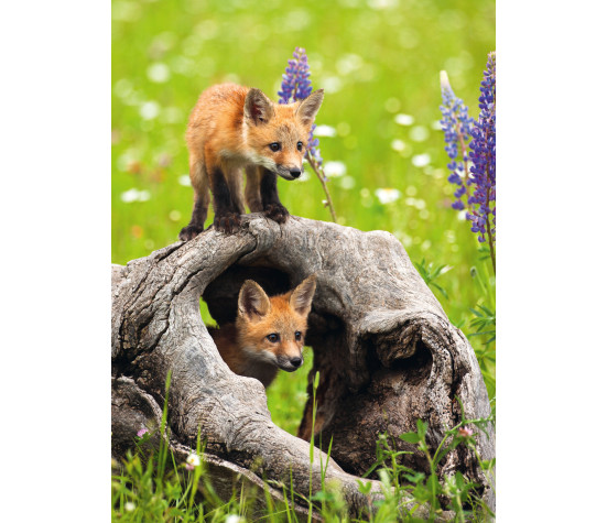 Ravensburger Puzzle 300 pc Curious Foxes