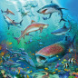 Ravensburger Puzzle 3x49 pc Ocean Life