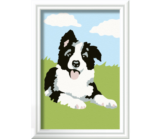 Ravensburger Paint by Numbers Border Collie