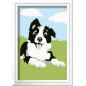 Ravensburger Paint by Numbers Border Collie