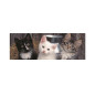 Dino panoramic puzzle 150 pcs Kitten