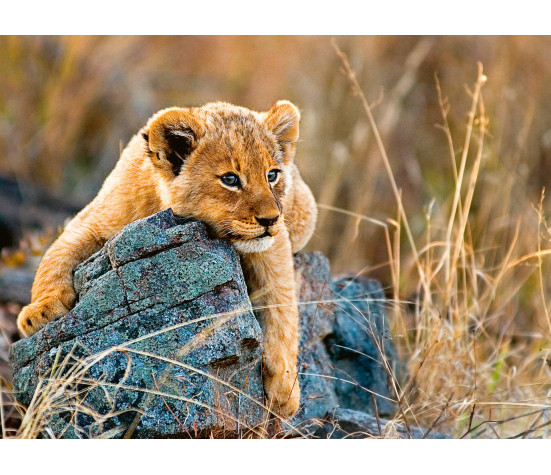 Ravensburger Puzzle 200 pc Lioncub