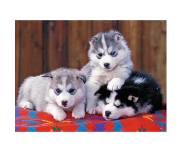 Ravensburger Puzzle 200 pc Huskies