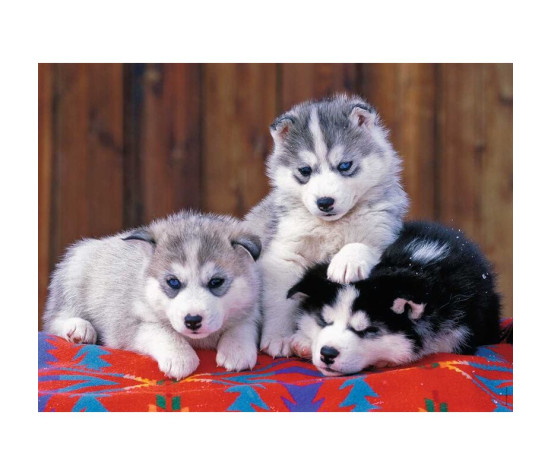 Ravensburger Puzzle 200 pc Huskies