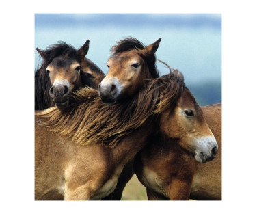 Ravensburger Puzzle 3x49 pc Loving Horses